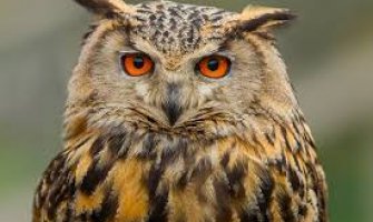 Prijava protiv Barana, prodavali sovu preko Fejsbuka?