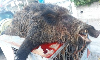 U Ulcinju ustrijeljen vepar kapitalac od oko 130 kilograma