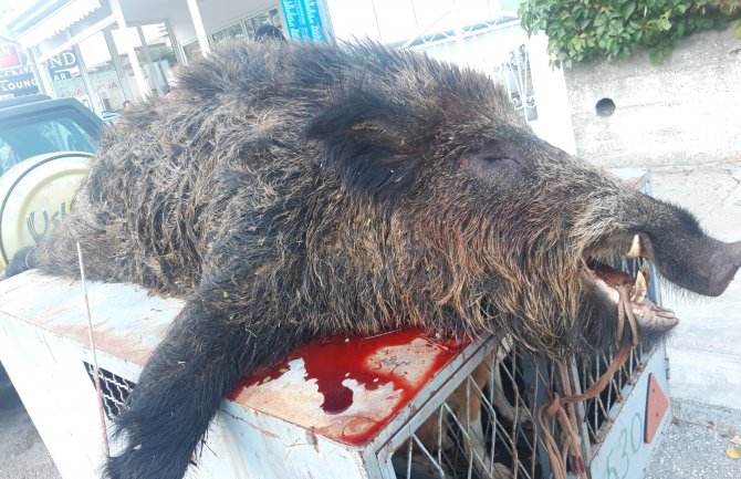 U Ulcinju ustrijeljen vepar kapitalac od oko 130 kilograma