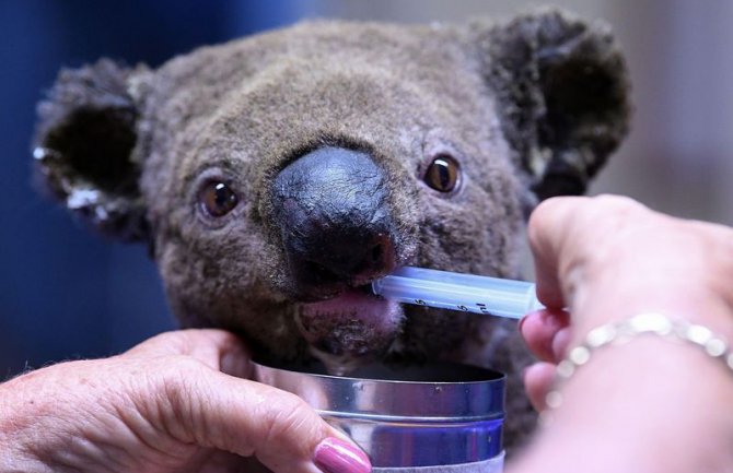 Australija: U požarima stradalo više od dvije hiljade koala (VIDEO)