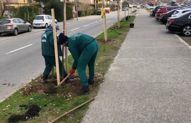 Zasađeno oko 80 sadnica na Starom Aerodromu
