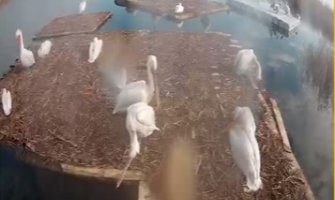 Pelikani počeli da se pripremaju za gniježđenje u NP Skadarsko jezero 