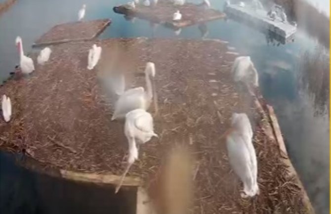 Pelikani počeli da se pripremaju za gniježđenje u NP Skadarsko jezero 