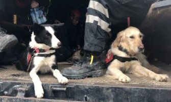 Njihov njuh može ono što ne može nijedan uređaj: Spasioci na četiri noge (VIDEO)