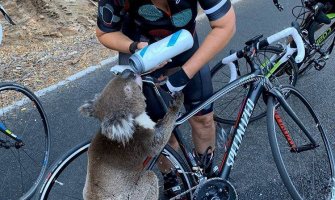 Žedna koala zaustavila bicikliste tražeći vodu