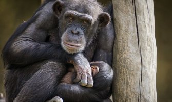 Njemačka: Stradalo desetine majmuna u Zoološkom vrtu