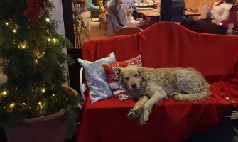 Nestao pas, ukoliko vidite dobroćudnog 