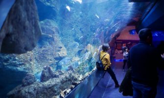 U maju otvaranje prvog javnog akvarijuma u Crnoj Gori