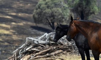 Australija: U požarima više od milijardu životinja stradalo