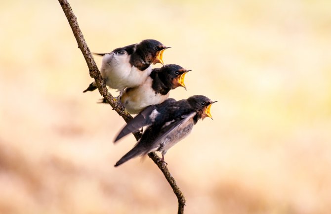 Pretežno sunčano na jugu, poslijepodne razvedravanje i na sjeveru 