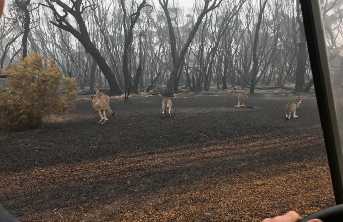 Australijska vlada opredijelila 50 miliona dolara za oporavak divljih životinja