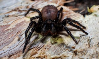 Posle požara i poplava u Australiju nova opasnost - smrtonosni pauci