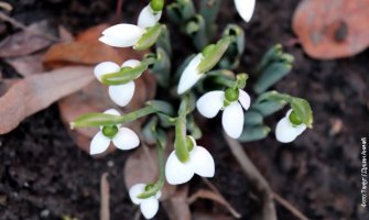 Vjesnici proljeća: Procvjetale visibabe uz Veliku Moravu