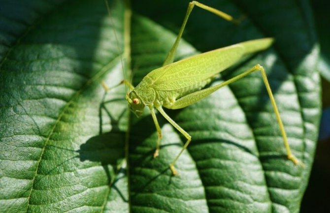 Keniju pogodila nezapamćena najezda skakavaca 