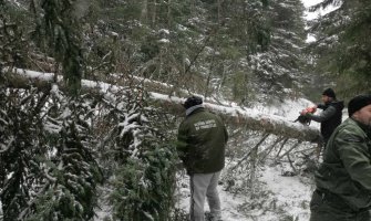 Vjetar oborio stabla u nacionalnim parkovima, blokirani putevi, na Lovćenu stablo palo na žcu dalekovoda