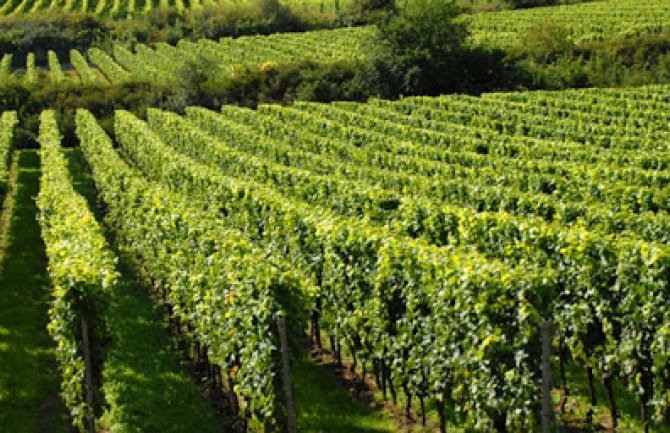 Počinje predstavljanje Agrobudžeta po opštinama, sjutra u Nikšiću i Danilovgradu 