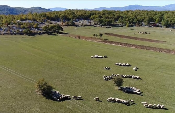Farmeri će ove godine dobiti veću premiju za stoku