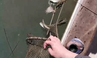 Skadarsko jezero: Spriječen krivolov u rejonu Plavničke rijeke, riba vraćena u vodu