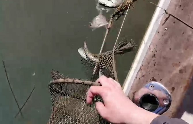 Skadarsko jezero: Spriječen krivolov u rejonu Plavničke rijeke, riba vraćena u vodu