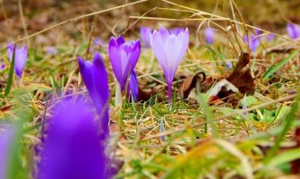 Pretežno sunčano, do 17 stepeni