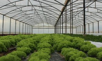 Povrtari mogu da ostvare do 50 odsto bespovratne podrške