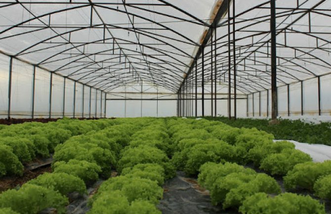 Povrtari mogu da ostvare do 50 odsto bespovratne podrške