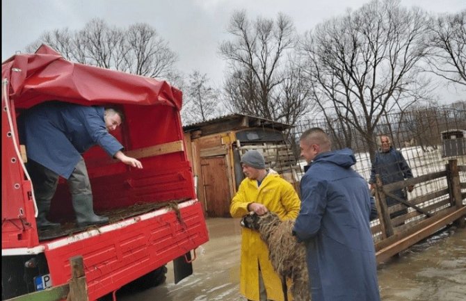 Izlila se Ćehotina, poplavljena imanja: U toku evakuacija stoke porodice Ajanović 