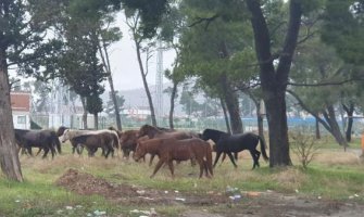 Organizovana akcija hvatanja napuštenih konja na Zlatici 