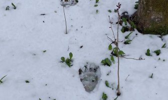 Registrovani tragovi medvjeda u okolini Biogradskog jezera