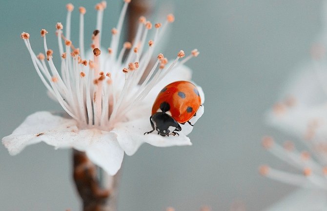 Pretežno sunčano, do 22 stepena
