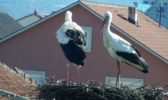 Porodica Rodić se vratila u Berane (FOTO)