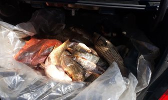 Spriječena još jedna nelegalna distribucija i preprodaja ribe na Skadarskom jezeru