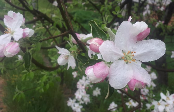 Oblačno, mjestimično slabe padavine