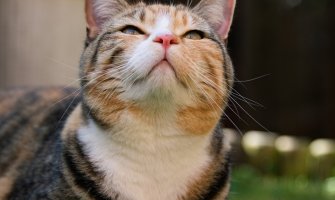 Umjereno oblačno sa dužim sunčanim intervalima, do 23 stepena 