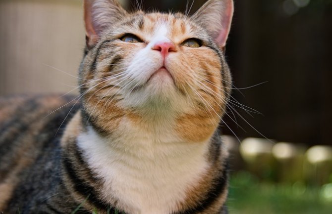 Umjereno oblačno sa dužim sunčanim intervalima, do 23 stepena 