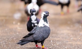 Kiša i pljuskovi sa grmljavinom, do 21 stepen