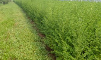 Slatki pelin lijek za COVID-19? SZO: Ispitati djelovanje i nuspojave