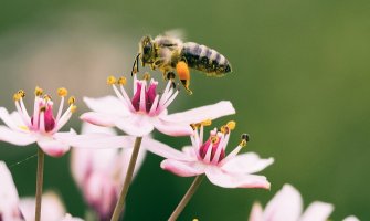 Pretežno sunčano, do 24 stepena