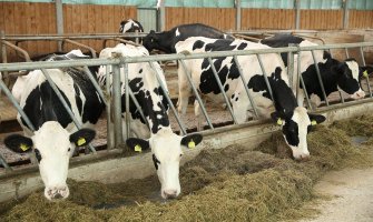 Produžen rok za podnošenje zahtjeva za premije u stočarstvu