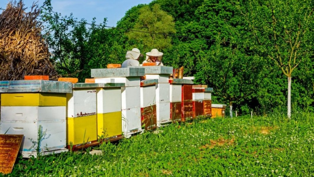 pcelenaslovna10880x495