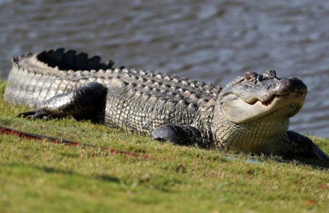 Uginuo aligator koji je preživio bombardovanje Berlina u Drugom svjetskom ratu