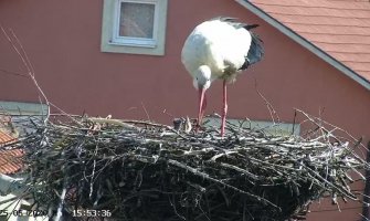 Poznati par roda iz Berana dobio trojke