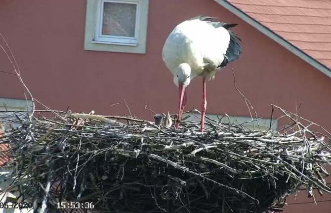 Poznati par roda iz Berana dobio trojke