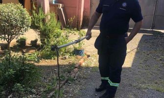 Podgorica: Vatrogasci ponovo intervenisali zbog zmije
