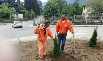 Uspješno pronađene ukradene sadnice tuja
