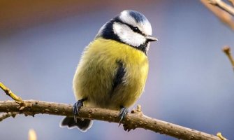 Umjereno oblačno, poslijepodne na sjeveru kiša