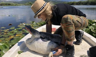 Realizovano prstenovanje mladih pelikana u NP Skadarsko jezero