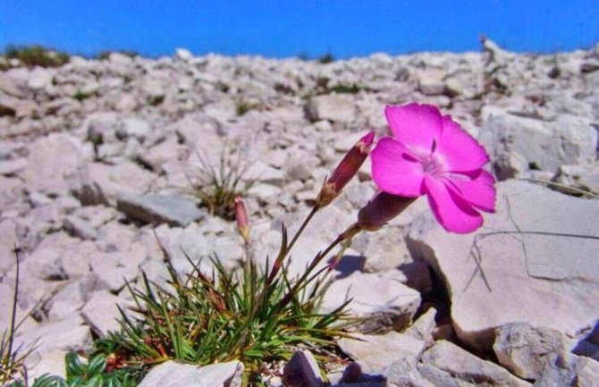 Pretežno sunčano, do 34 stepena