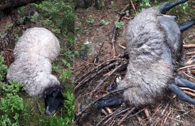Vukovi zaklali sedam ovaca, četiri ranili u bjelopoljskom selu, rastjerali stado(FOTO)