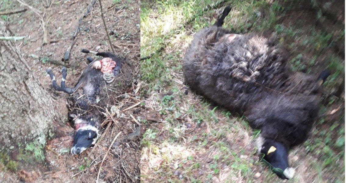 1029672106419614830668244304339788975641845n